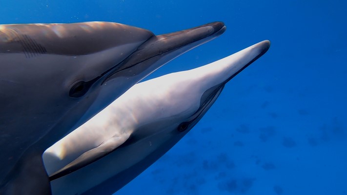 Spinner Dolphins | Marsa Shagra | 06.10.2020